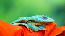 20230401-FrogMonth_EN-US6861485456_UHD.jpg (1×1 px, 855 KB)