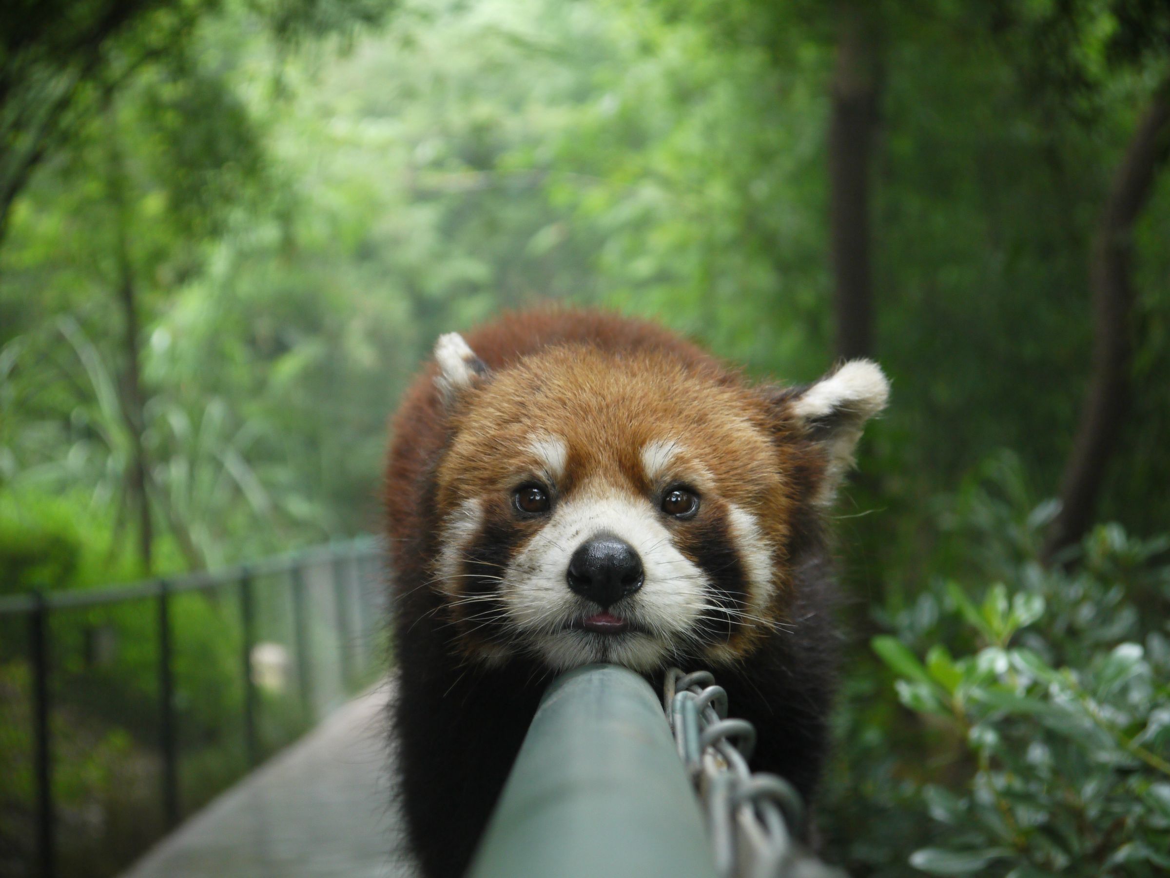 mozilla